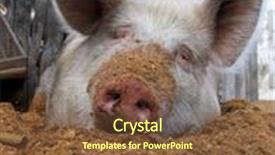  Presentation with pig - Beautiful presentation theme featuring funny white pig lying backdrop and a tawny brown colored foreground