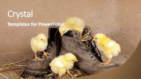  Presentation with chicks - Slide deck consisting of funny yellow easter chicks climbing background and a  colored foreground