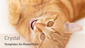  Presentation with ginger - Presentation theme having funny-young-ginger-cat background and a coral colored foreground