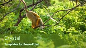  Presentation with monkey - Audience pleasing PPT theme consisting of funny-young-squirrel-monkey backdrop and a tawny brown colored foreground