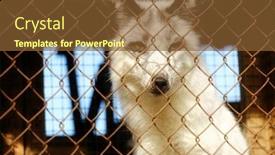  Presentation with cage - Colorful PPT theme enhanced with fur-farm-young-fox backdrop and a tawny brown colored foreground