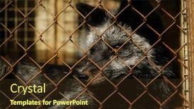  Presentation with cage - PPT layouts featuring fur-farm-young-fox background and a tawny brown colored foreground