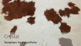  Presentation with cow - Colorful slides enhanced with fur of the cow natural backdrop and a light gray colored foreground