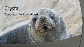  Presentation with new zealand silver fern black - PPT layouts with fur seal at shag point background and a  colored foreground