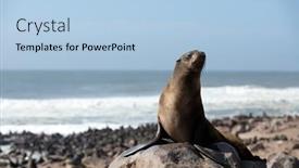  Presentation with heat - PPT layouts enhanced with fur-seal-enjoy-the-heat background and a  colored foreground