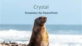  Presentation with heat - PPT theme featuring fur-seal-enjoy-the-heat background and a  colored foreground