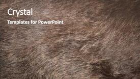  Presentation with brown bear - PPT theme enhanced with fur texture wild life animal background and a violet colored foreground