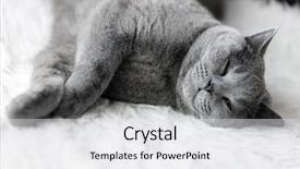  Presentation with sleeping - Beautiful slides featuring fur the british shorthair pedigree backdrop and a light gray colored foreground