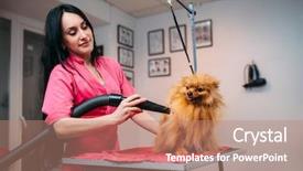  Presentation with pet grooming small dog - Theme enhanced with fur with a hair dryer background and a coral colored foreground