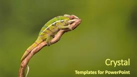  Presentation with branch - Audience pleasing PPT layouts consisting of furcifer pardalis from madagascar backdrop and a tawny brown colored foreground