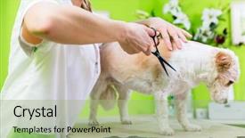  Presentation with guide dog helping blind woman - Audience pleasing presentation theme consisting of furdressed ny woman in parlor backdrop and a  colored foreground