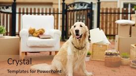  Presentation with dog house - Colorful presentation design enhanced with furniture and cardboard box backdrop and a coral colored foreground