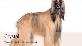  Presentation with white pigeon against the blue - Beautiful slides featuring furry - afghan hound standing against white backdrop and a coral colored foreground