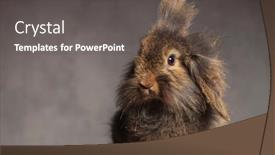  Presentation with lion - Presentation design with furry-brown-lion-head-rabbit background and a dark gray colored foreground