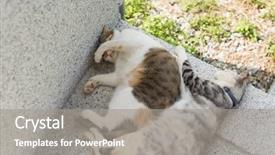  Presentation with young grey maine coon cat - Presentation theme featuring furry families - cat family young kitty background and a  colored foreground