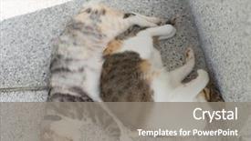  Presentation with young grey maine coon cat - Cool new slide set with furry families - cat family young kitty backdrop and a  colored foreground