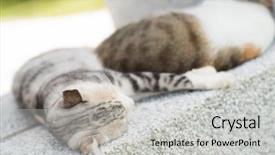  Presentation with hello kitty - Presentation consisting of furry families - cat family young kitty background and a  colored foreground