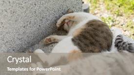  Presentation with young grey maine coon cat - Colorful slide deck enhanced with furry families - cat family young kitty backdrop and a  colored foreground