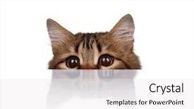  Presentation with siberian cat - Audience pleasing PPT theme consisting of furry families - cute young siberian cat backdrop and a white colored foreground