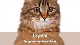  Presentation with siberian cat - Audience pleasing PPT layouts consisting of furry families - cute young siberian cat backdrop and a coral colored foreground