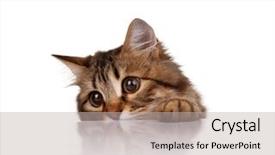  Presentation with siberian cat - Colorful presentation design enhanced with furry families - cute young siberian cat backdrop and a mint green colored foreground