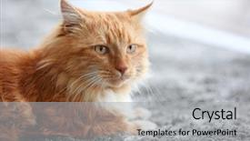  Presentation with red carpet ceremony - PPT theme having furry families - fluffy red cat lying background and a light gray colored foreground