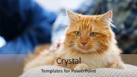  Presentation with goodbye cat - Beautiful slides featuring furry families - fluffy red cat backdrop and a coral colored foreground