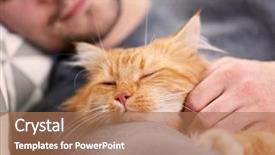  Presentation with sleeping - Slide deck having furry families - sleeping young man with fluffy background and a coral colored foreground