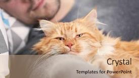  Presentation with sleepy yawning man driving car - PPT theme consisting of furry families - sleeping young man with fluffy background and a coral colored foreground