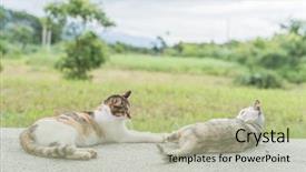  Presentation with cat - PPT theme enhanced with furry families - two cat family young kitty background and a mint green colored foreground