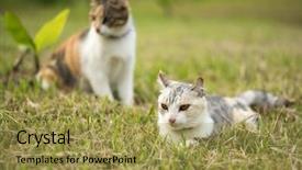  Presentation with cat - Presentation theme having furry families - two cat family young kitty background and a yellow colored foreground