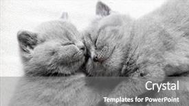  Presentation with cats - Beautiful PPT layouts featuring furry families - two fluffy sleeping cats snuggling backdrop and a gray colored foreground