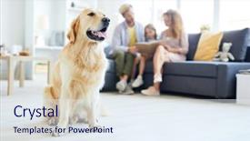  Presentation with family reading - Audience pleasing slide deck consisting of furry families - young purebred fluffy golden labrador backdrop and a sky blue colored foreground