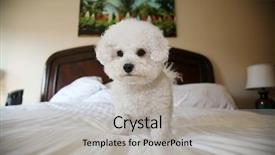  Presentation with dog and cat health - PPT theme featuring furry friends - bichon frise dog purebred bichon background and a light gray colored foreground