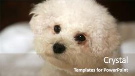  Presentation with dog boarding - Cool new PPT layouts with furry friends - bichon frise dog purebred bichon backdrop and a coral colored foreground