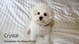  Presentation with white sheet - Slide deck enhanced with furry friends - bichon frise dog purebred bichon background and a light gray colored foreground