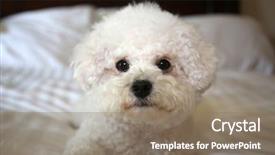  Presentation with white sheet - Amazing PPT theme having furry friends - bichon frise dog purebred bichon backdrop and a gray colored foreground