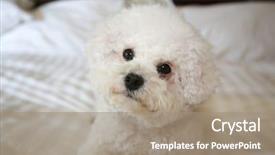  Presentation with dog feeds - Slide set consisting of furry friends - bichon frise dog purebred bichon background and a coral colored foreground