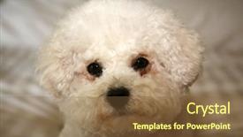  Presentation with white sheet - Cool new slide deck with furry friends - bichon frise dog purebred bichon backdrop and a tawny brown colored foreground