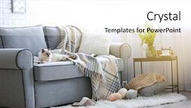  Presentation with maximized living - Slide deck with furry friends - color-point cat lying background and a white colored foreground