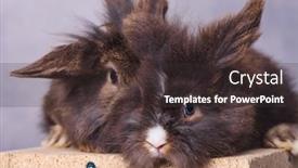  Presentation with lion - Colorful presentation design enhanced with furry lion head rabbit bunnys sitting together on a wood box backdrop and a dark gray colored foreground