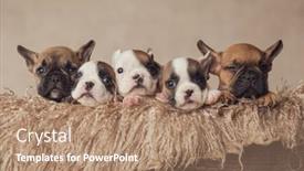  Presentation with resting place - Cool new slide deck with furry-wooden-box-filled backdrop and a coral colored foreground
