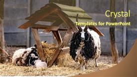  Presentation with funny - Slide deck enhanced with fury-funny-rams-of-st background and a tawny brown colored foreground