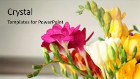  Presentation with blurred flowers - Colorful slide set enhanced with fuschia - beautiful bouquet of freesia flowers backdrop and a soft green colored foreground