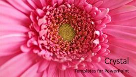  Presentation with colored - Slide set consisting of fuschia - closeup of brightly colored pink background and a  colored foreground