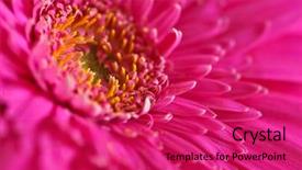  Presentation with pink color velvet textile - Beautiful presentation featuring fuschia - closeup of brightly colored pink backdrop and a red colored foreground