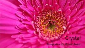  Presentation with pink - Amazing slide set having fuschia - closeup of brightly colored pink backdrop and a red colored foreground