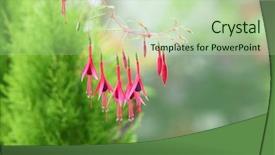  Presentation with flower - Presentation design having fuschia - deciduous fuchsia flower over evergreen background and a mint green colored foreground