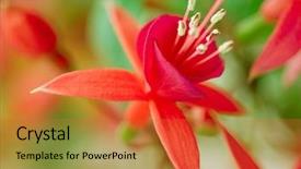 Presentation with close up of a chess - Colorful theme enhanced with fuschia - fuchsia close up backdrop and a red colored foreground