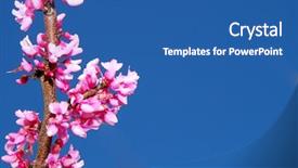  Presentation with fuschia pink - Slide set featuring fuschia - pink spring blossoms background and a ocean colored foreground